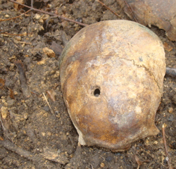 Фото. Владивосток, найденные человеческие останки в районе строительства новой автотрассы. Источник фото - сайт Vl.ru 